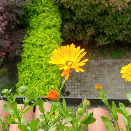 Гостевой дом With Terrace And Loft With Garden In Naviglio Pavese *